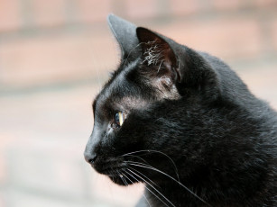 Картинка животные коты