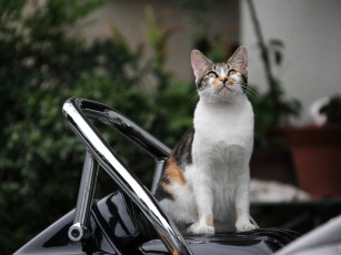 Картинка животные коты