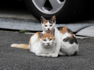 Картинка животные коты