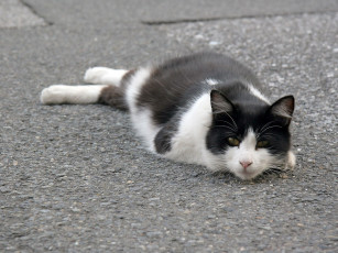 Картинка животные коты