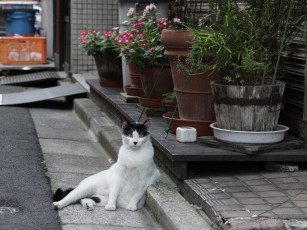 Картинка животные коты