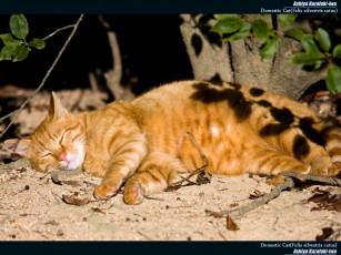 Картинка животные коты