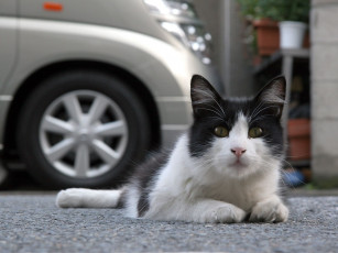 Картинка животные коты