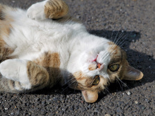 Картинка животные коты