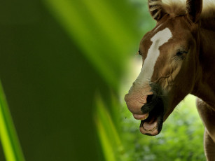 Картинка животные лошади