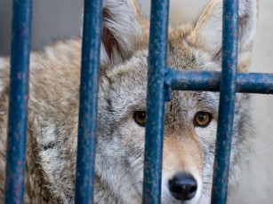 Картинка животные волки