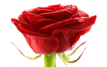 Картинка цветы розы