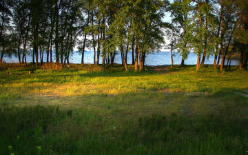 Картинка природа деревья