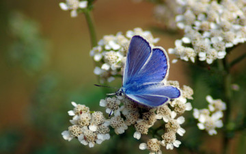 Картинка животные бабочки