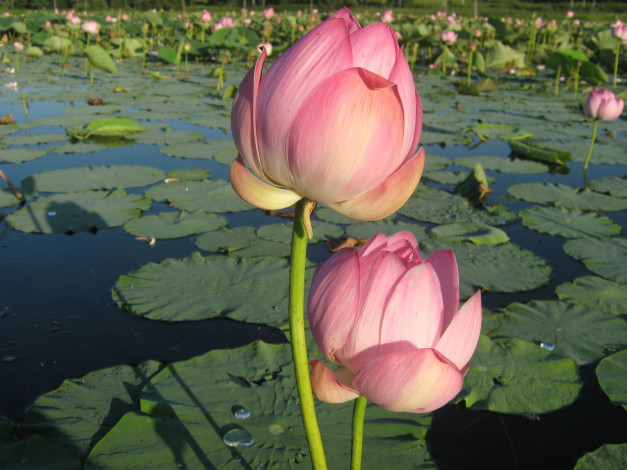 Обои картинки фото цветы, лотосы