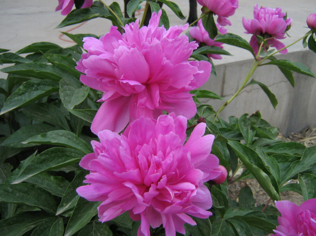 Обои картинки фото цветы, пионы