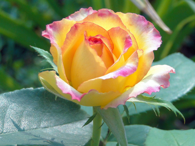 Обои картинки фото цветы, розы