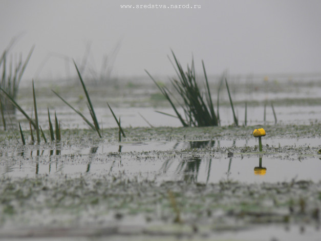 Обои картинки фото кувшинка, тумане, природа, реки, озера