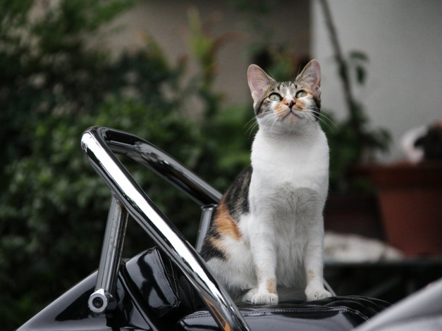 Обои картинки фото животные, коты