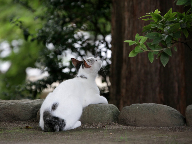 Обои картинки фото животные, коты