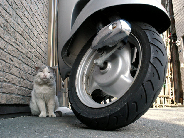 Обои картинки фото животные, коты