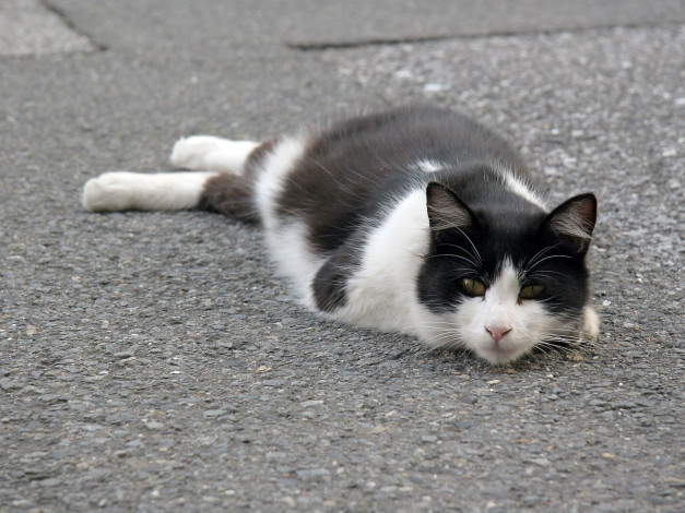 Обои картинки фото животные, коты