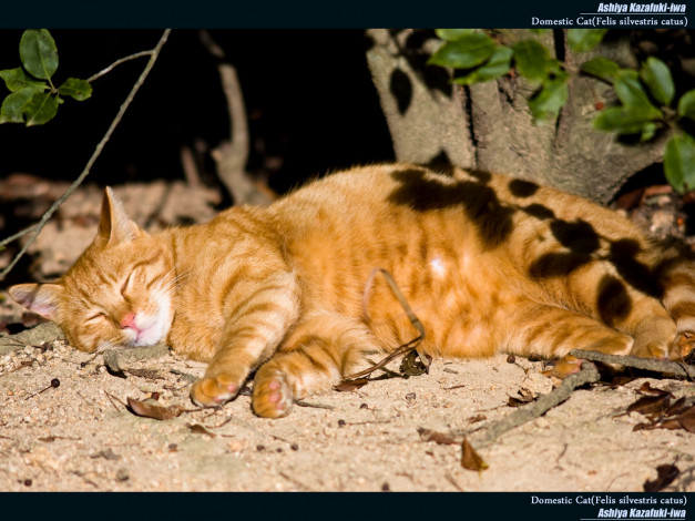 Обои картинки фото животные, коты