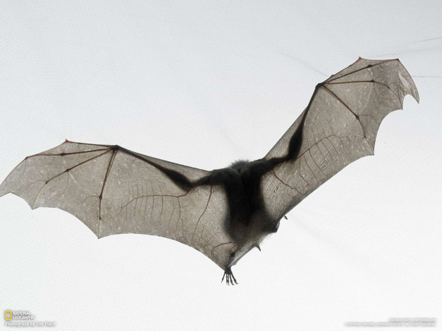 Обои картинки фото животные, летучие, мыши
