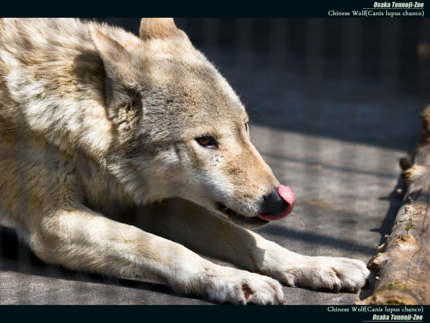 Обои картинки фото животные, волки