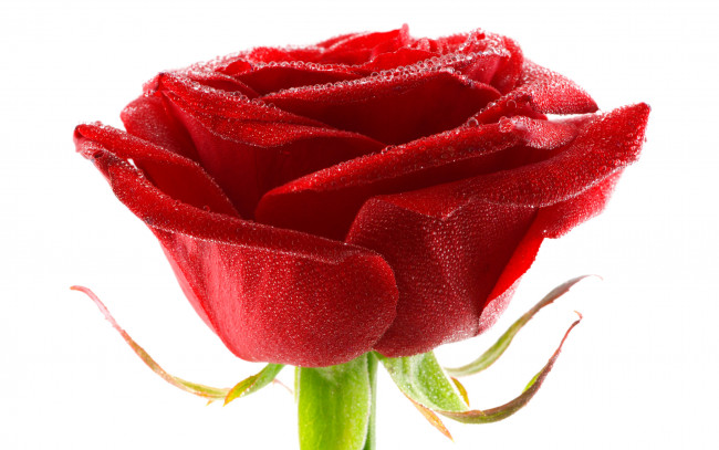 Обои картинки фото цветы, розы