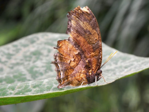 Картинка животные бабочки