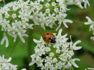 Картинка животные божьи коровки божья коровка