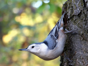 Картинка животные поползни дерево