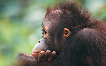 Картинка животные обезьяны