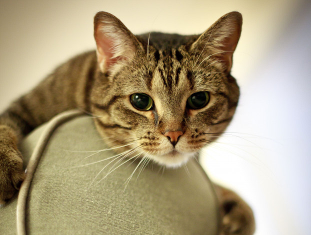 Обои картинки фото животные, коты