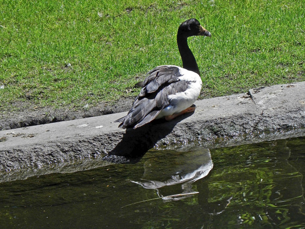 Обои картинки фото животные, гуси