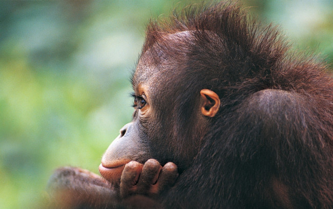 Обои картинки фото животные, обезьяны