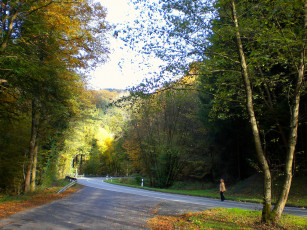 Картинка природа дороги дорога лес