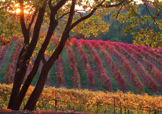 Картинка природа поля солнце виноградник