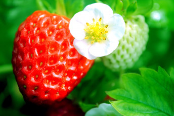 обоя природа, Ягоды, цветок, макро, клубника