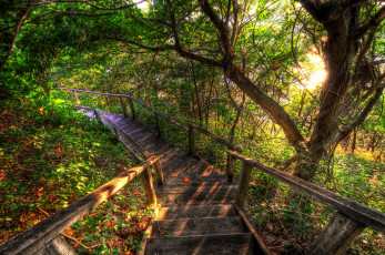 Картинка steps природа дороги лес мостки склон