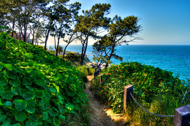 Обои картинки фото the, beach, природа, побережье, склон, море, деревья