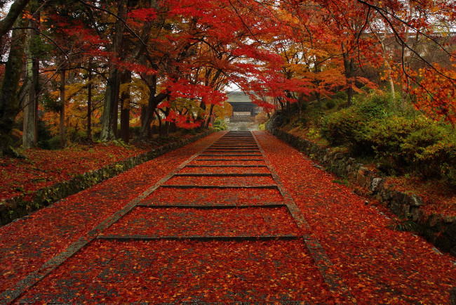 Обои картинки фото природа, парк, осень