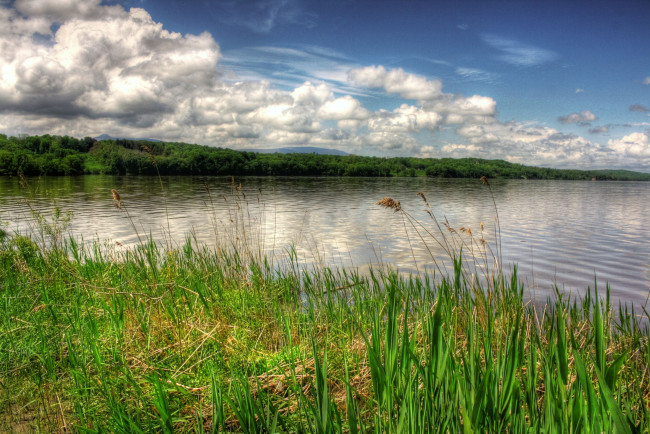 Обои картинки фото природа, реки, озера, вода, осока