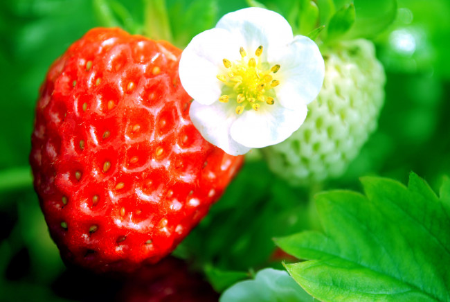 Обои картинки фото природа, Ягоды, цветок, макро, клубника