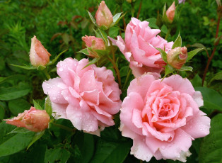 Картинка цветы розы розовый