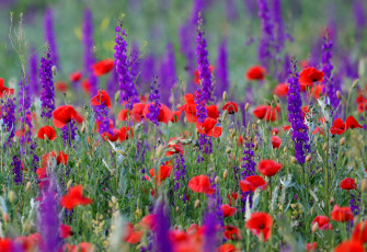 Картинка цветы луговые+ полевые +цветы маки луг