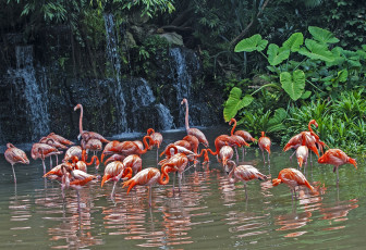 Картинка животные фламинго стая