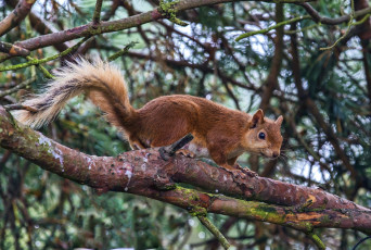 Картинка животные белки зверек