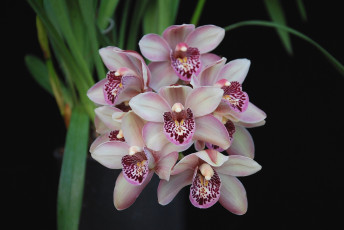 Картинка цветы орхидеи экзотика