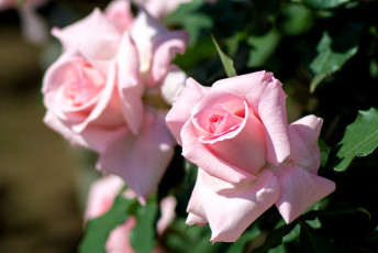 Картинка цветы розы розовый