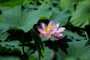 Картинка цветы лотосы лепестки листья