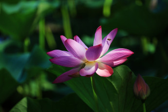 Картинка цветы лотосы листья лепестки