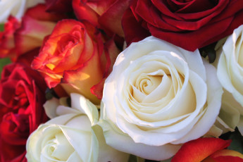 Картинка цветы розы макро