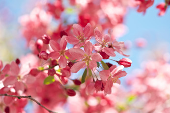 Картинка цветы цветущие+деревья+ +кустарники розовый